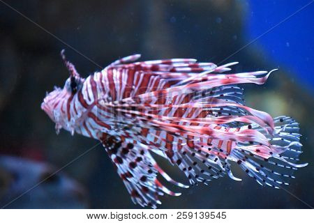 A Beautiful Lionfish Swimming In An Aquarium