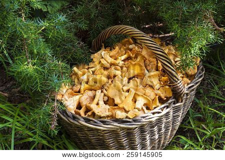 Wicker Basket With Wild Mushrooms Chanterelles On Juniper Needles Background