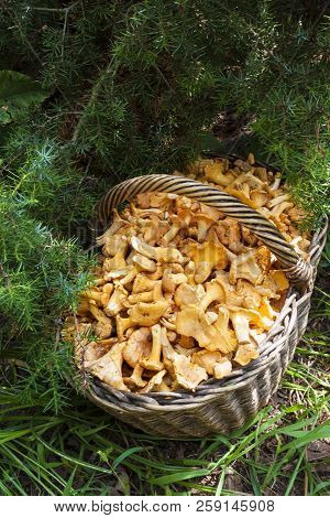 Wicker Basket With Wild Mushrooms Chanterelles On Juniper Needles Background