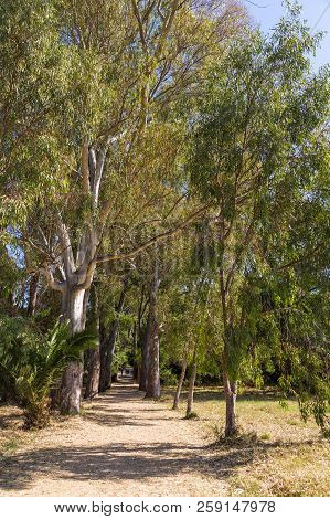 Avenue Of Plane Trees In The Butrint National Park, South Albania