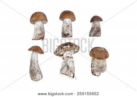 Brown Cap Boletus Leccinum Scabrum Collection Isolated On White Background.