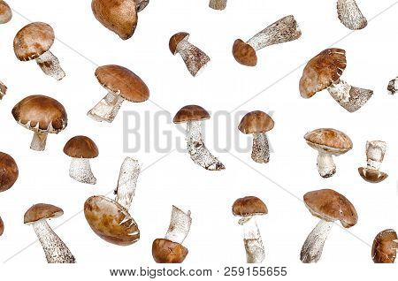 Brown Cap Boletus Leccinum Scabrum Collection Isolated On White Background.