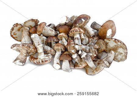 Heap Of Brown Cap Boletus Lessinum Scabrum Isolated On White Background.