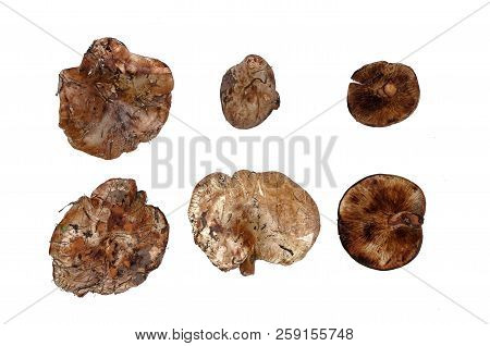 Paxillus Boletus Fungus Isolated On White Background.