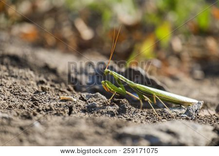 The European Mantis. Praying Mantis (mantis Religiosa)