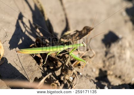 The European Mantis. Praying Mantis (mantis Religiosa)