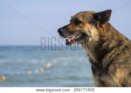 Stray Dog Sits And Is Sad On The Seashore