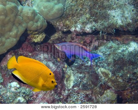 Yellopurplefish