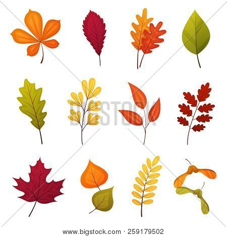 Colorful Autmn Leaves Set, Isolated On White Background. Simple Cartoon Flat Style, Vector Illustrat