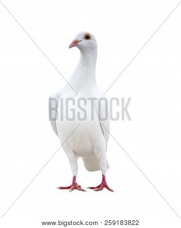 Portrait Full Body Of White Feather Speed Racing Pigeon Isolate White Background