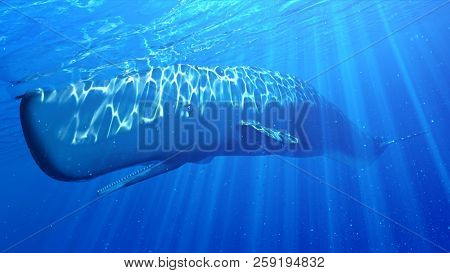 3d rendered illustration of a sperm whale