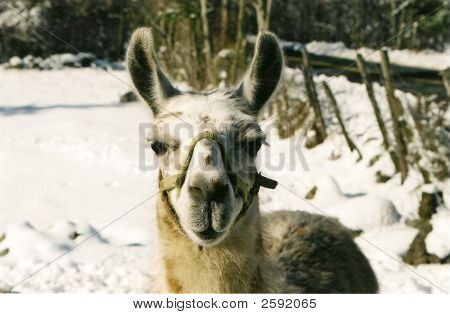 Lama řasy 2