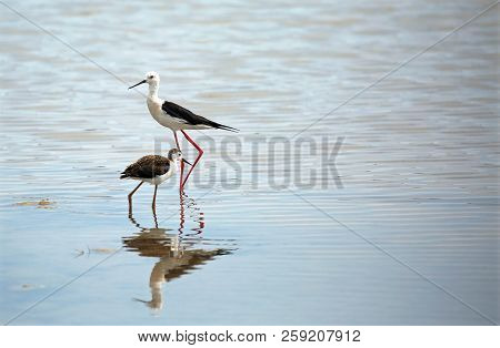 Family Of Birds Of The Breed Black-winged Stilt In The Water Of The Pond