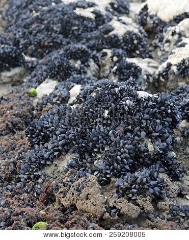 Many Black Mussels On The Rock By The Sea