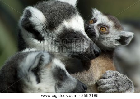 Bébé lémur catta