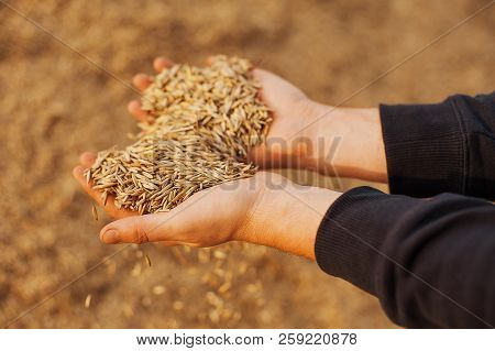 The Hands Of A Farmer Close-up Holding A Handful Of Wheat Grains. Copy Space. Rural Meadow. Rich Har