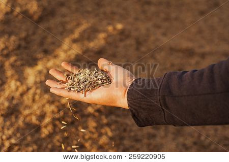 The Hands Of A Farmer Close-up Holding A Handful Of Wheat Grains. Copy Space. Rural Meadow. Rich Har