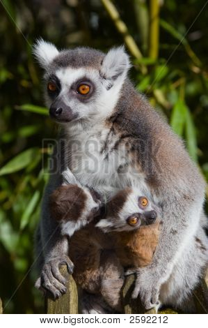 Bébé lémur catta