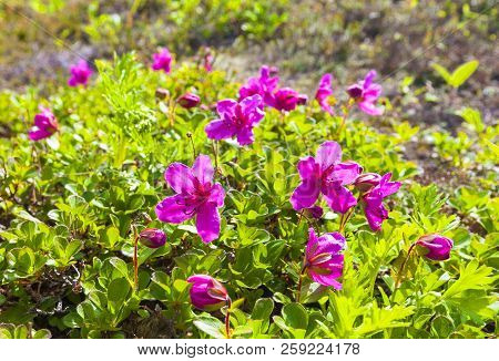 The Red Rhododendron Of Kamchatka In Summer