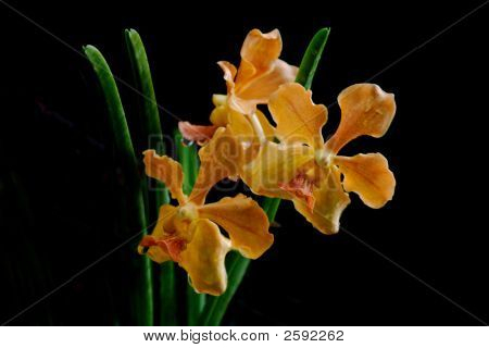 Vanda orchidea