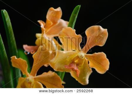 Vanda orchidea