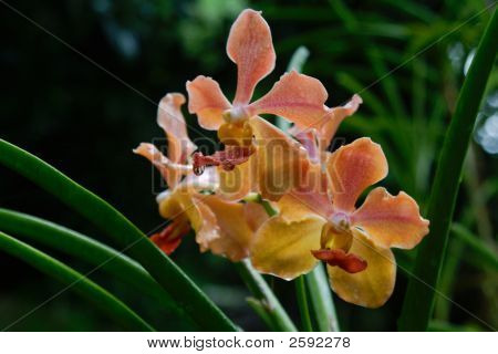 Vanda orchidea