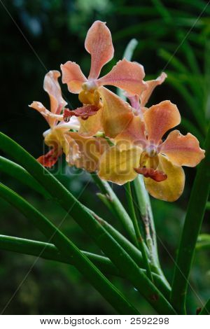 Vanda orchidea