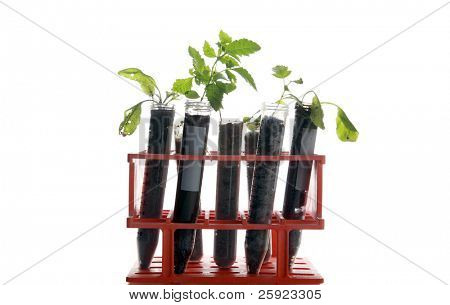 Botanik araştırma, bitkiler, test tüpleri bir araştırma laboratuvarında yapılan