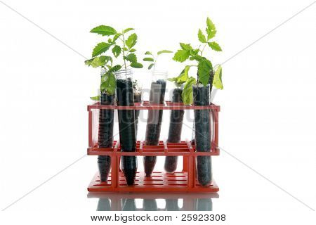 Botanik araştırma, bitkiler, test tüpleri bir araştırma laboratuvarında yapılan