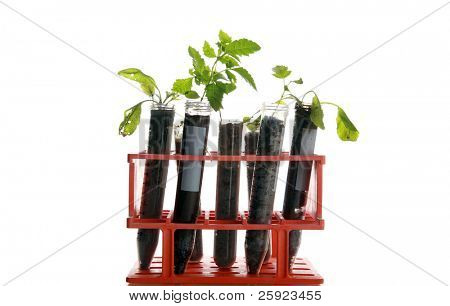 Botanik araştırma, bitkiler, test tüpleri bir araştırma laboratuvarında yapılan