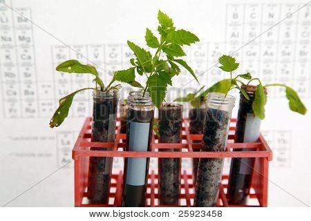 Botanik araştırma, bitkiler, test tüpleri bir araştırma laboratuvarında yapılan