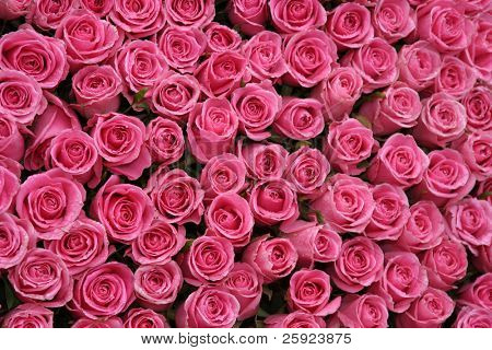 closeup vista de rosas rosa quentes