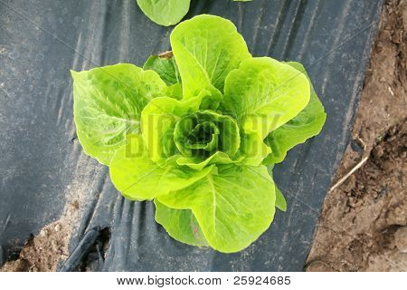 culturas alimentares de vários vegtables sendo cultivadas em fileiras em um campo de agricultores em Irvine na Califórnia