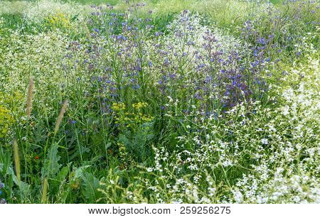 Wild Field Grass In The Alpine Meadows
