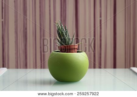 A Succulent Plant, Haworthiopsis Fasciata Formerly Haworthia Fasciata, In A Pot Against A Modern Bac