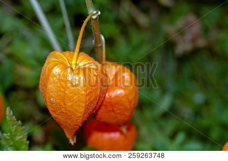 Physalis Alkekengi, Orange Lanterns Of Physalis Alkekengi Among Green Leaves
