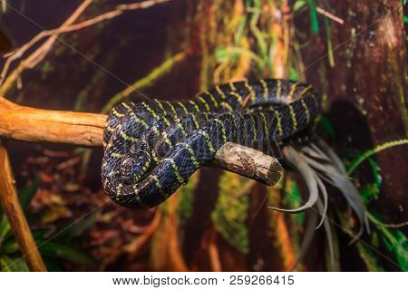 Close Up Head Of Black Snake With Yellow Spots