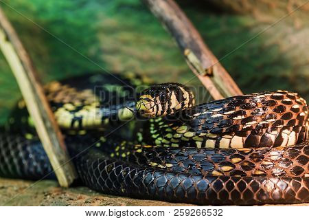 Close Up Head Of Black Snake With Yellow Spots