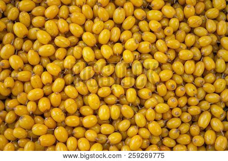 Sea-buckthorn Background. Ripe And Fragrant Sea-buckthorn. Sea-buckthorn.