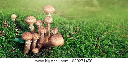 Agaric Honey Fungus In Autumn Forest. Nature Background.