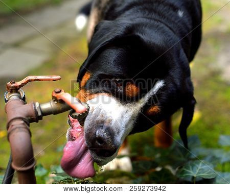 Great Swiss Mountain Dog Is Drinking Water From The Tap.