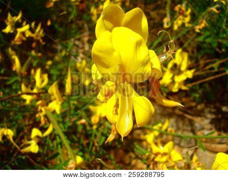 Close Up Of A Vibrant Yellow Of The Broom Shrub (cytisus Scoparius), Known As Common Broom Or Scotch