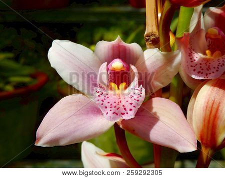 Close Up Of A Pink Cymbidium Orchid With Speckled Labellum, Taken On The Island Of Madeira