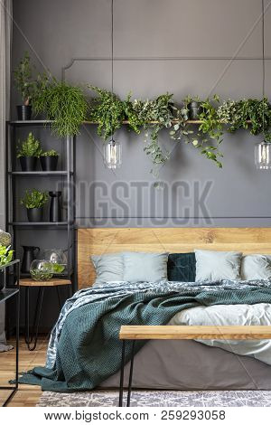 Plant Above Wooden Bed With Green Blanket In Grey Bedroom Interior With Table. Real Photo
