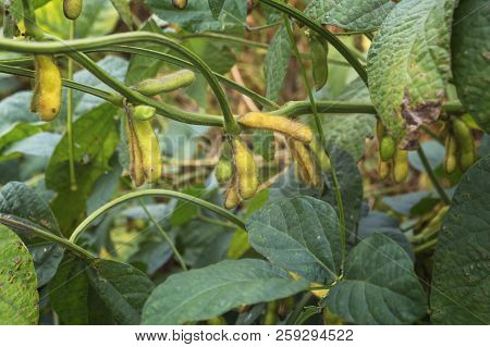 Organic Farming Soya Plantation. Young Green Soya Bean Crops Growing On Plantation. Selecive Focus