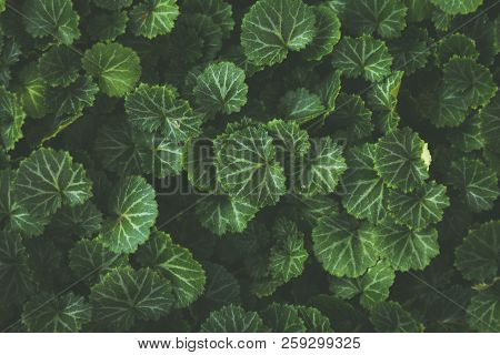 Nature Background Flat Lay Of Green Leaves With Vintage Filte