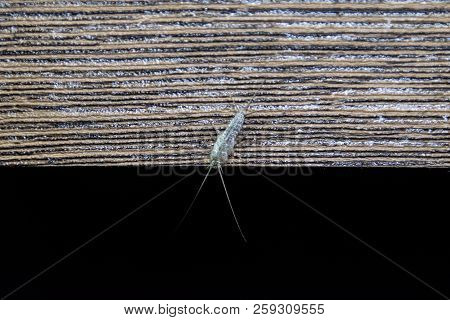 Insect Feeding On Paper - Silverfish. Pest Books And Newspapers. Silverfish On The Edge Of A Wooden 