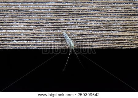 Insect Feeding On Paper - Silverfish. Pest Books And Newspapers. Silverfish On The Edge Of A Wooden 