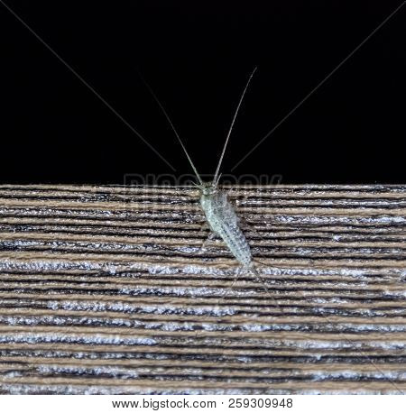 Insect Feeding On Paper - Silverfish. Pest Books And Newspapers. Silverfish On The Edge Of A Wooden 