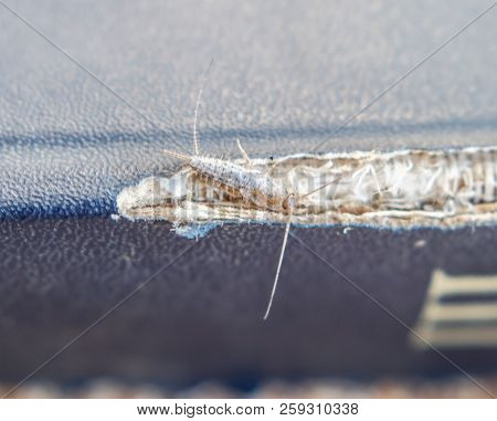 Lepisma On The Tattered Cover Of An Old Book. Insect Feeding On Paper - Silverfish, Lepisma. Pest Bo